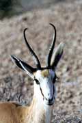 Antilopa sk�kav�, Kalahari Gemsbok N�rodn� park. Jihoafrick� republika.