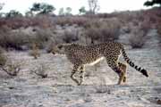 Gepard, Kalahari Gemsbok N�rodn� park. Jihoafrick� republika.