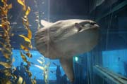 M�s��n�k sv�tiv� - Ocean Sunfish (Mola Mola). Akv�rium ve m�st� Osaka. Japonsko.