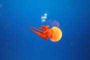 Med�za (jellyfish). Akv�rium ve m�st� Osaka. Japonsko.