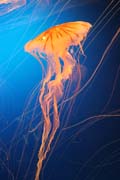 Med�za (jellyfish). Akv�rium ve m�st� Osaka. Japonsko.