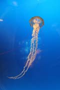 Med�za (jellyfish). Akv�rium ve m�st� Osaka. Japonsko.