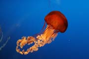 Med�za (jellyfish). Akv�rium ve m�st� Osaka. Japonsko.
