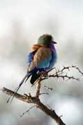 Pt�k (Lilac-breasted roller), Kruger N�rodn� park. Jihoafrick� republika.