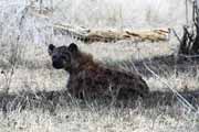 Skvrnit� hyena Kruger N�rodn� park. Jihoafrick� republika.