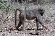 Pavi�n baboon, Kruger N�rodn� park. Jihoafrick� republika.