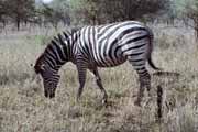 Zebra, Kruger N�rodn� park. Jihoafrick� republika.