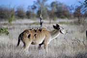 Antilopa kudu, Kruger N�rodn� park. Jihoafrick� republika.