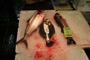 Ryb� trh Tsukiji, Tokio. Japonsko.
