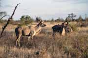 Antilopa kudu, Kruger N�rodn� park. Jihoafrick� republika.