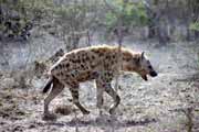 Skvrnit� hyena, Kruger N�rodn� park. Jihoafrick� republika.