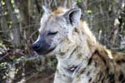 Skvrnit� hyena, Kruger N�rodn� park. Jihoafrick� republika.