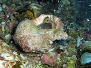 Mu�le. Lokalita Richelieu Rock. Thajsko.