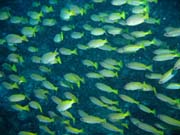 Hejno ryb - pravd�podobn� Yellow-band Fusilier. Lokalita Richelieu Rock. Thajsko.