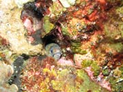 Mur�na (moray). Lokalita Richelieu Rock. Thajsko.