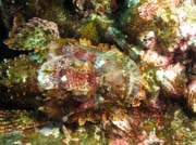 Smallscale scorpionfish - hlava. Lokalita Richelieu Rock. Thajsko.