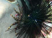 Krab a mo�sk� je�ek (Crab and Sea Urchin). Lokalita Richelieu Rock. Thajsko.