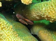 Trapezia crab (Trapezia rufopunctata) a kor�l (Trapezia crab and Hard Coral). Lokalita Richelieu Rock. Thajsko.