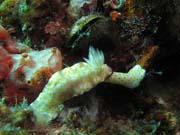 Naho��br� pl� (nudibrach) - Chromodorididae. Lokalita Richelieu Rock. Thajsko.