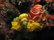 Z�kout� s kor�ly. Lokalita Richelieu Rock. Thajsko.