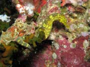 Mo�sk� kon�k (sea horse - Hippocampus). Lokalita Richelieu Rock. Thajsko.