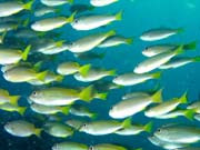 Hejno ryb - pravd�podobn� Yellow-band Fusilier. Lokalita Richelieu Rock. Thajsko.