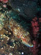 S�pie (Cuttlefish). Lokalita Richelieu Rock. Thajsko.