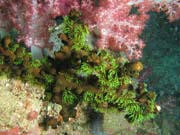 Kor�l (soft coral). Lokalita Richelieu Rock. Thajsko.
