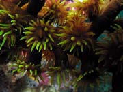 Kor�l (soft coral). Lokalita Richelieu Rock. Thajsko.