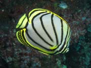 Thajsko - Meyer's butterflyfish na lokalit� Richelieu Rock