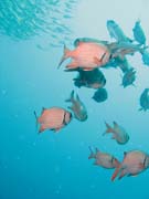 Ryb� hejna. Lokalita Richelieu Rock. Thajsko.