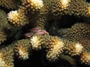 Trapezia crab (Trapezia rufopunctata) a kor�l (Trapezia crab and Hard Coral). Lokalita Richelieu Rock. Thajsko.