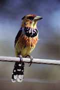 Pt�k (Crested barbet), Kruger N�rodn� park. Jihoafrick� republika.