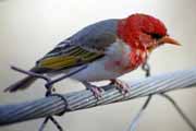 Pt�k (Redheaded weaver), Kruger N�rodn� park. Jihoafrick� republika.