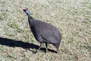 Helmeted guineafowl , Royal Natal N�rodn� park. Jihoafrick� republika.