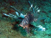Lion fish (perut�n), Playa Santa Lucia. Kuba.