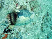 Amf�ra, Playa Santa Lucia. Kuba.