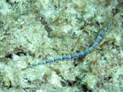 Pipefish, Playa Giron. Kuba.