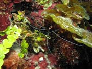 �ist�c� kreveta, Playa Giron. Kuba.