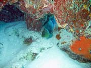 Mur�na (moray eel), Playa Giron. Kuba.