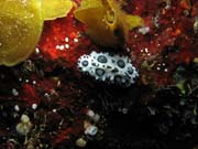 �erv (worm), lokalita El Almirante, Maria La Gorda. Kuba.