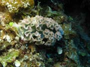 �erv (worm), lokalita El Valle Del Coral (Valley of Black Coral), Maria La Gorda. Kuba.