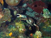 Krab, lokalita El Sal�n De Maria, Maria La Gorda. Kuba.