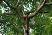 Zoboro�ec (hornbill), N�rodn� park Tangkoko. Sulawesi,  Indon�sie.