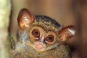 Tarsier, N�rodn� park Tangkoko. Sulawesi,  Indon�sie.