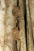 Tarsier, N�rodn� park Tangkoko. Sulawesi,  Indon�sie.