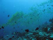 Bangka dive sites. Sulawesi,  Indon�sie.