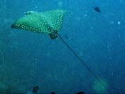 Eagle ray, Bangka dive sites. Sulawesi,  Indon�sie.