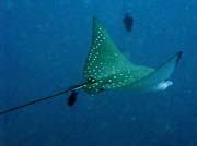 Eagle ray, Bangka dive sites. Sulawesi,  Indon�sie.
