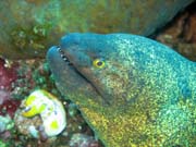 Mur�na, Bangka dive sites. Sulawesi,  Indon�sie.